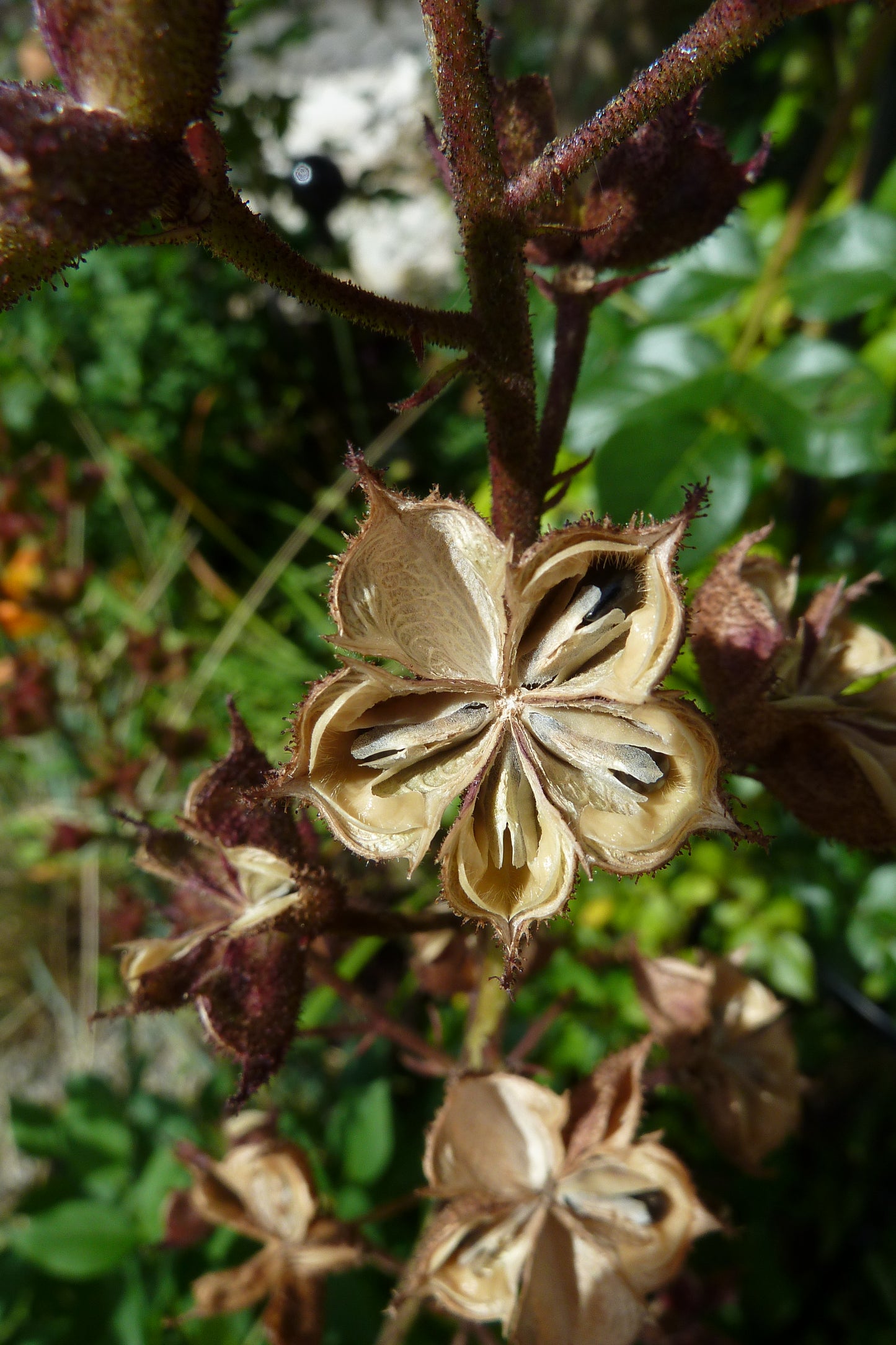 Dictamnus Albus Albiflorus Flower Seeds - Perennial Flower Seeds for Garden