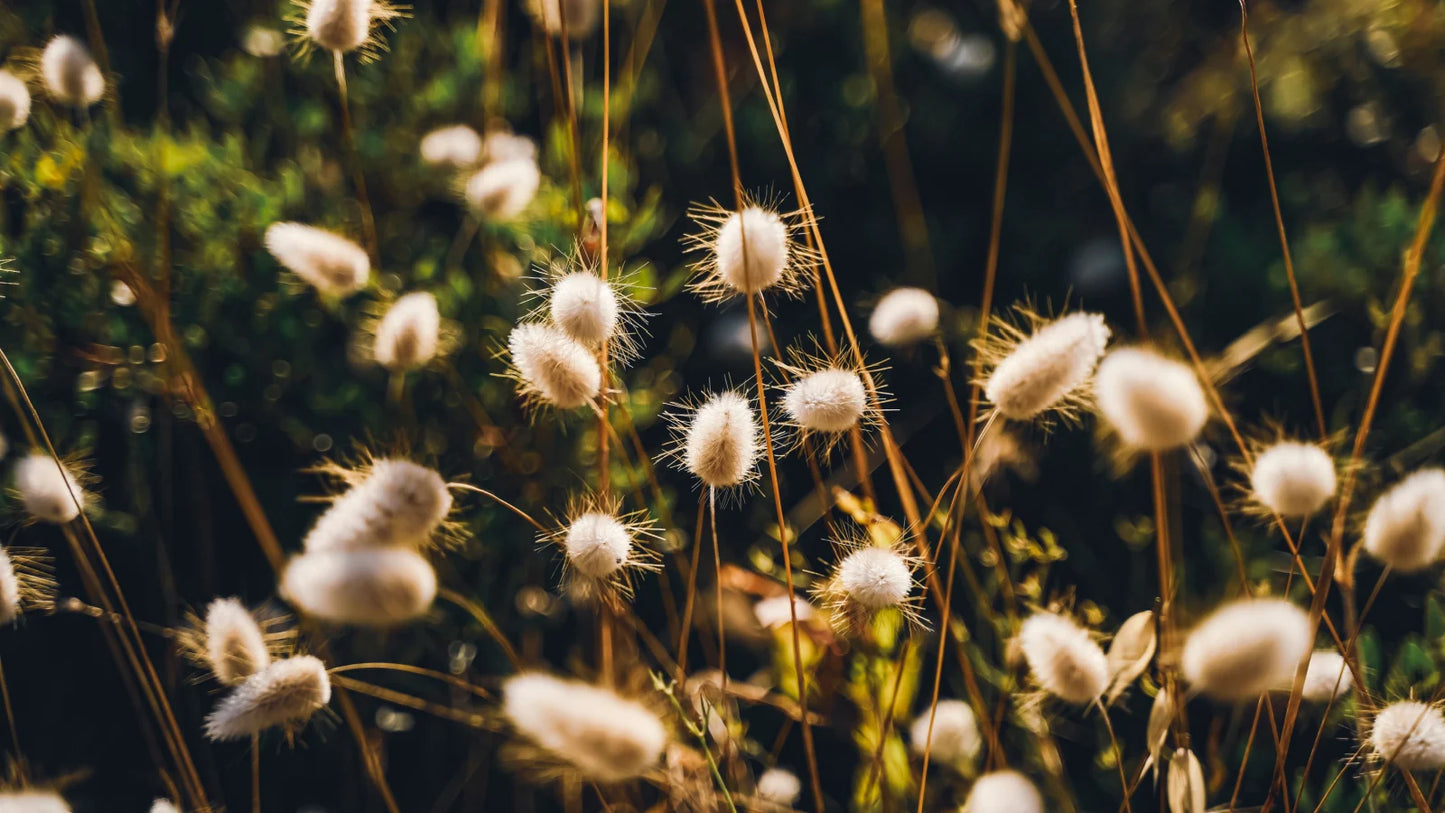 Pink Laurel Flower Seeds – Fresh 100 pcs