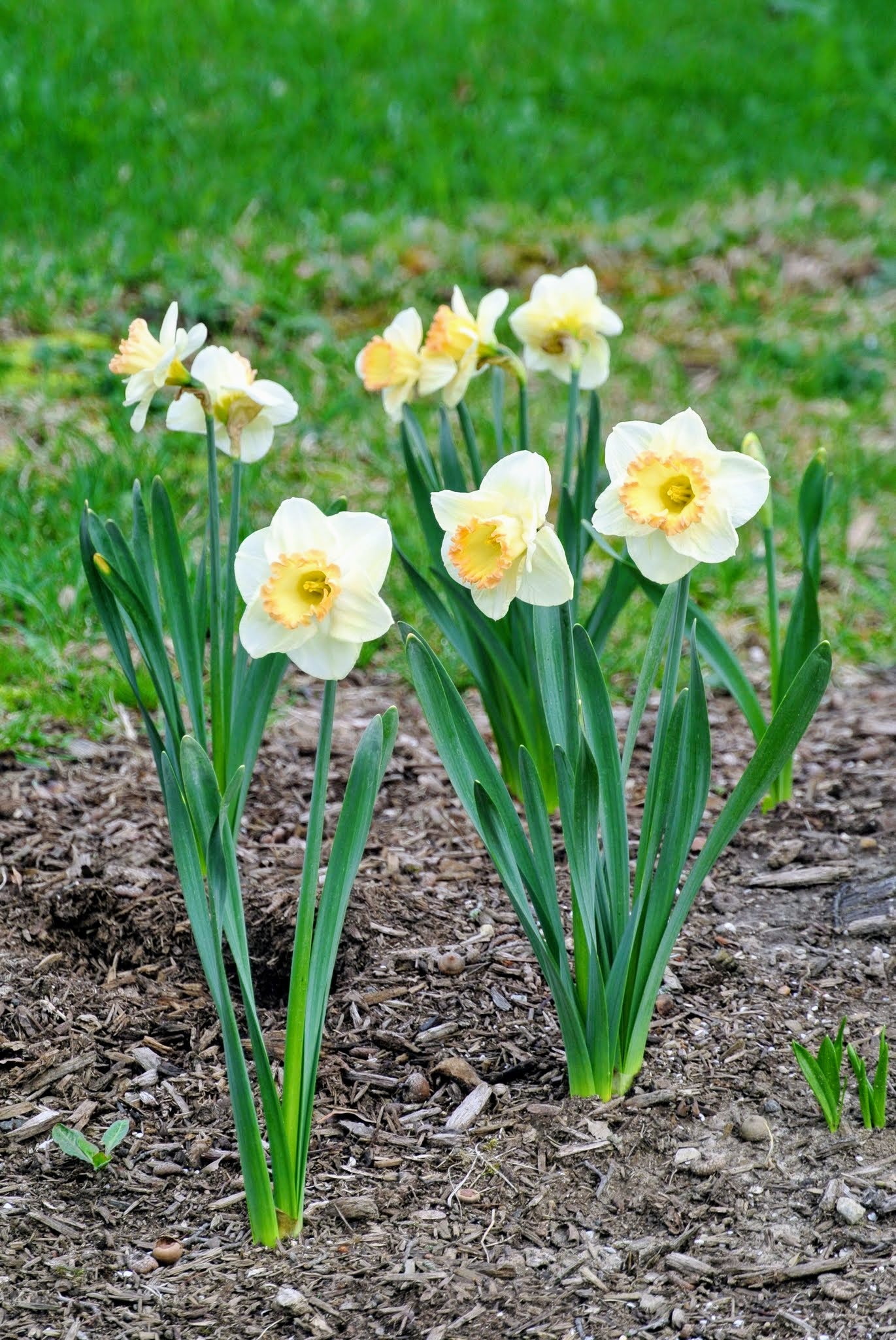 Daffodil Flower Seeds – White & Yellow (Fresh 100 pcs)