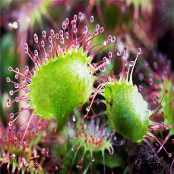 Enchantress Carnivorous Plant Seeds Exotic Insect-Trapping Wonders