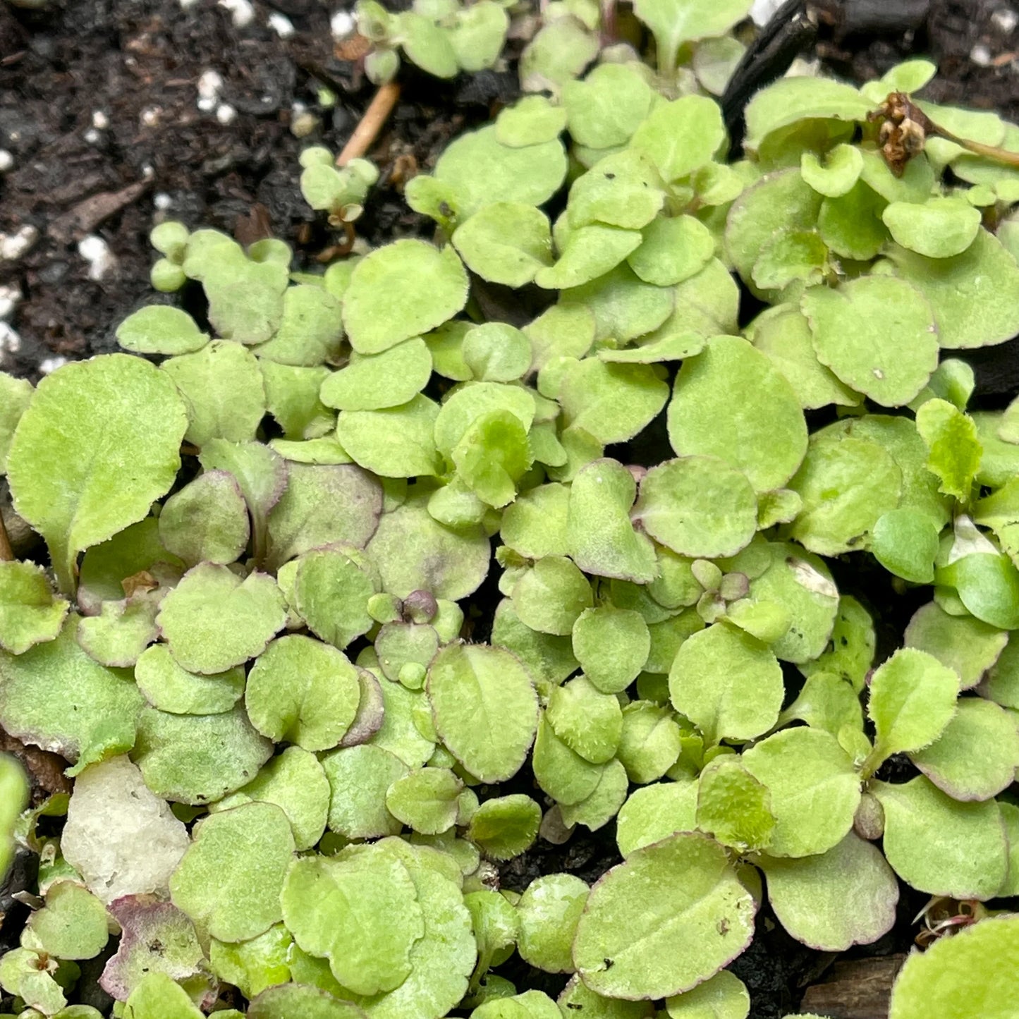 Riviera Blue Splash Lobelia Seeds for Garden Planting