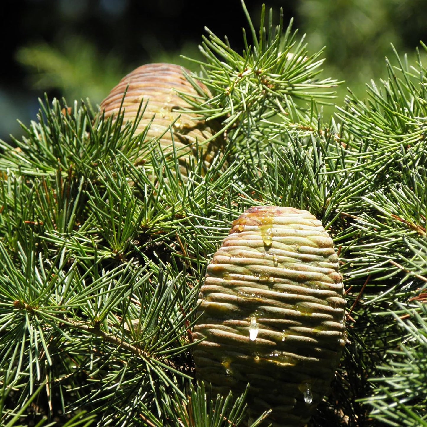 Cedrus libani Seeds for Planting – Cedar of Lebanon Evergreen Tree