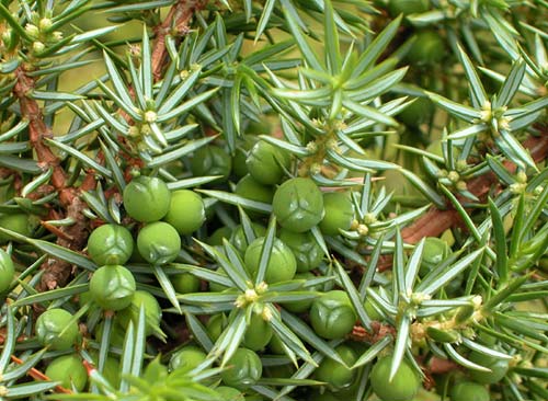 Common Junipers Seeds Juniperus Communis Screening Evergreen Border