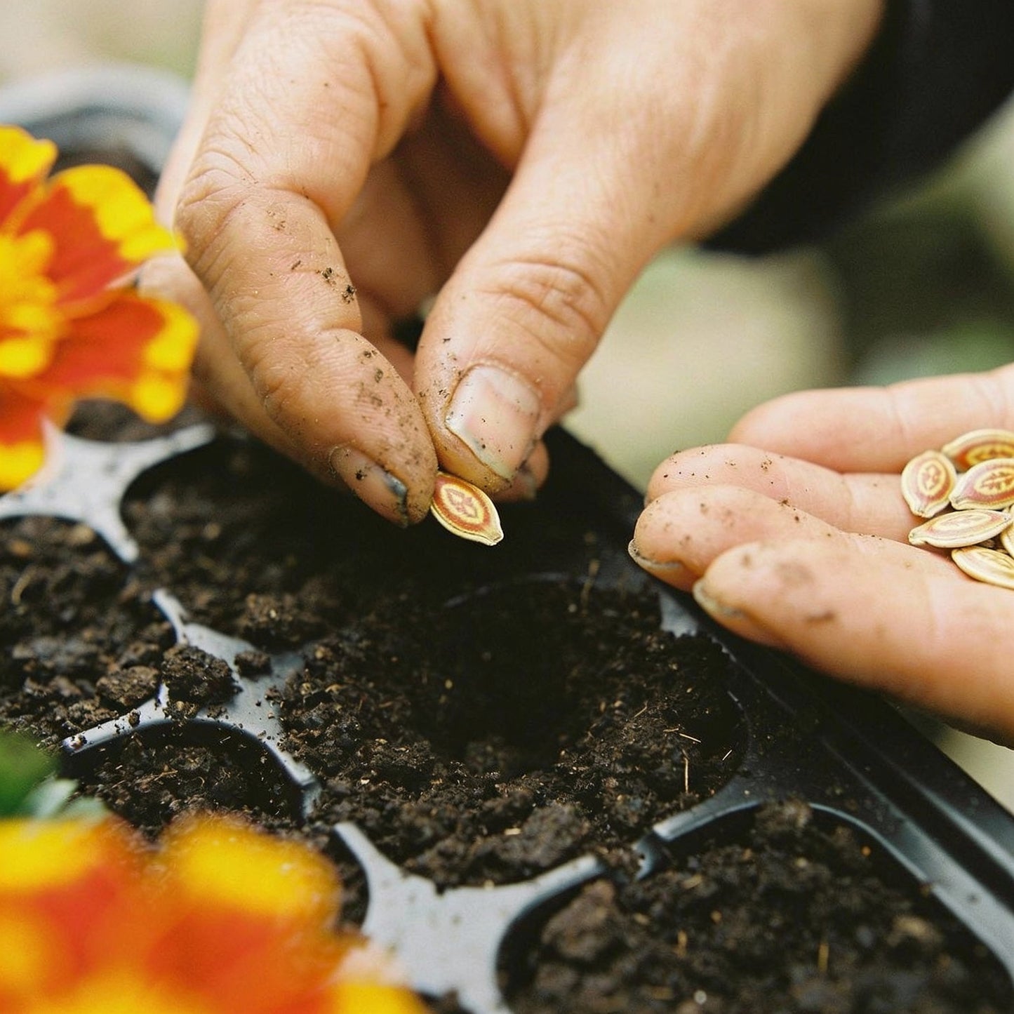 Bicolor Orange & Yellow Calendula Flower Seeds – Stunning Blooms