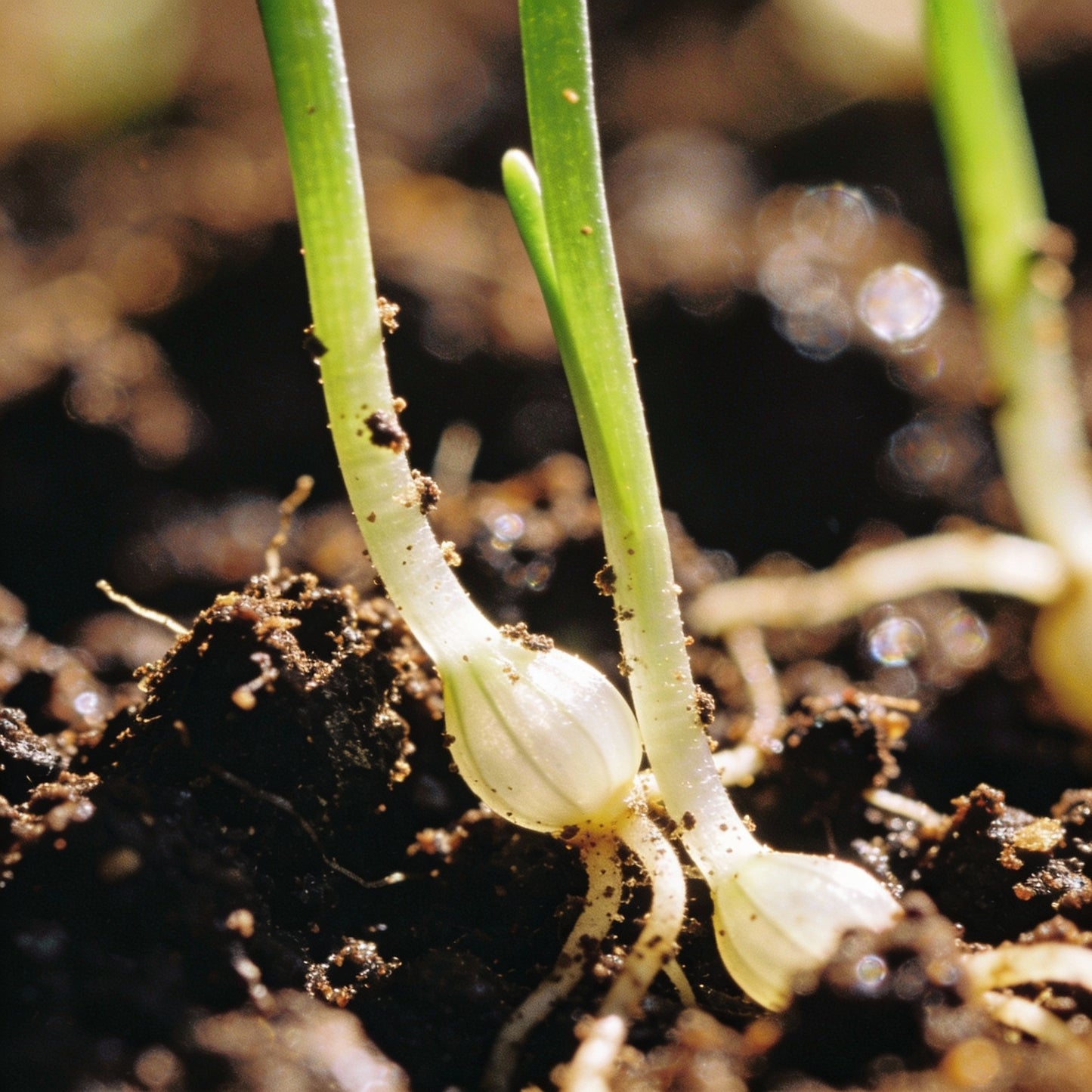 Allium Carinatum Pulchellum Album Seeds – Elegant White Perennial Onion Flower Seeds