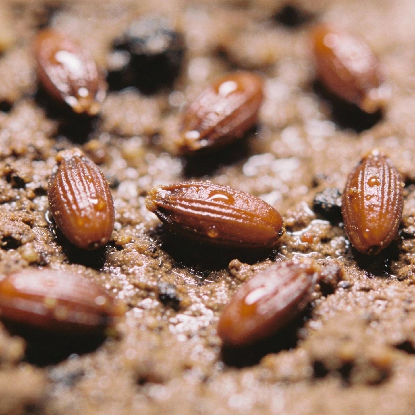 Triosteum Pinnatifidum Seeds for Gardens and Borders