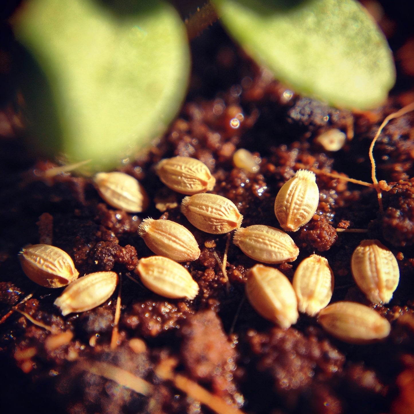 Saponaria Bellidifolia Seeds for Rock Gardens and Borders