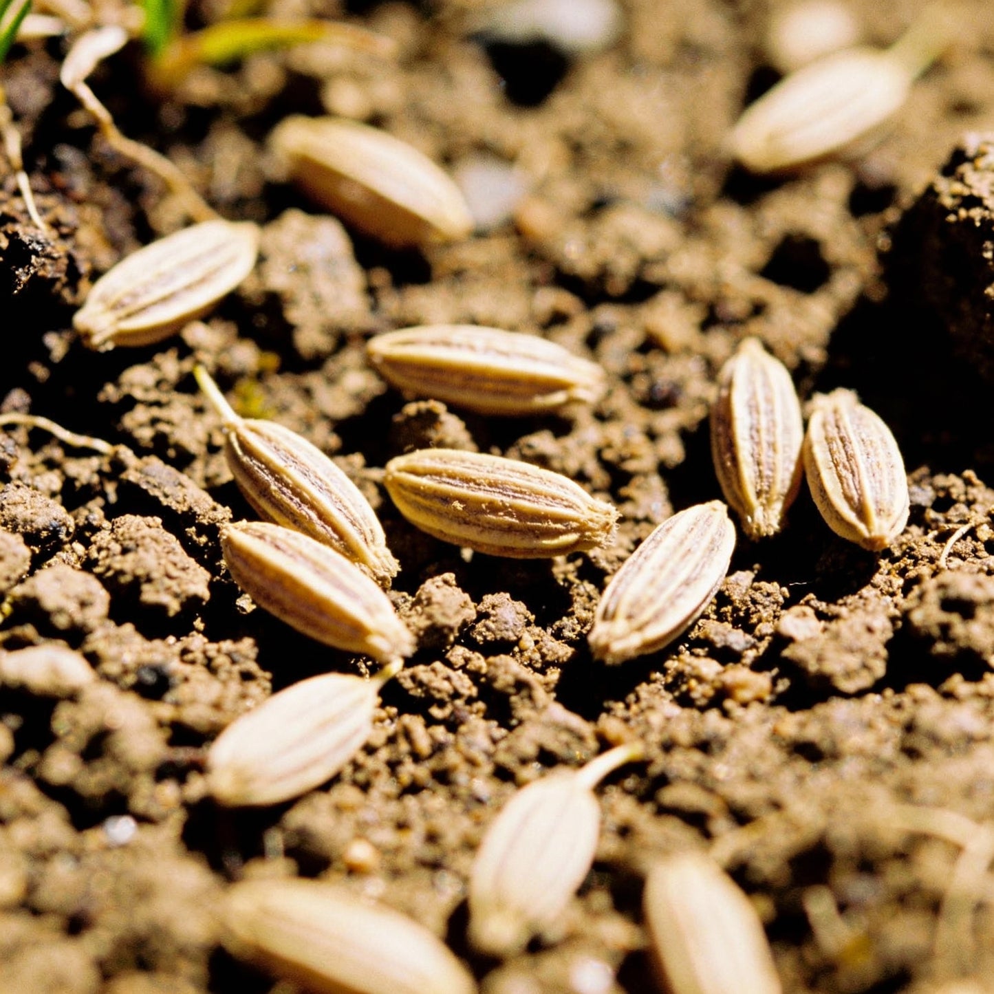 Saussurea Nepalensis Seeds for Gardens and Rockeries