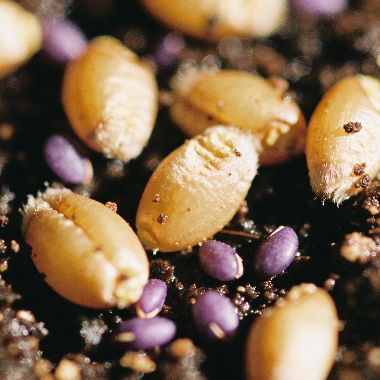 Lisianthus Rosita 2 Purple Seeds – Rich Purple Elegant Blooms