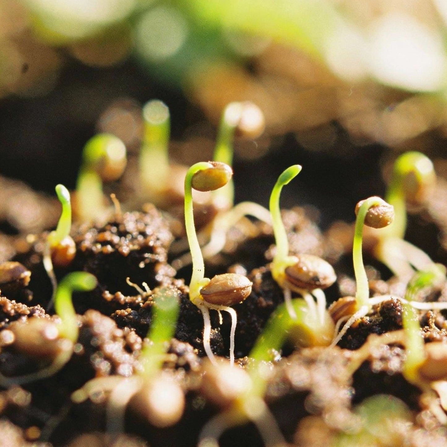 Epipactis Palustris Flower Seeds – Cultivating Marshland Beauty in Your Garden