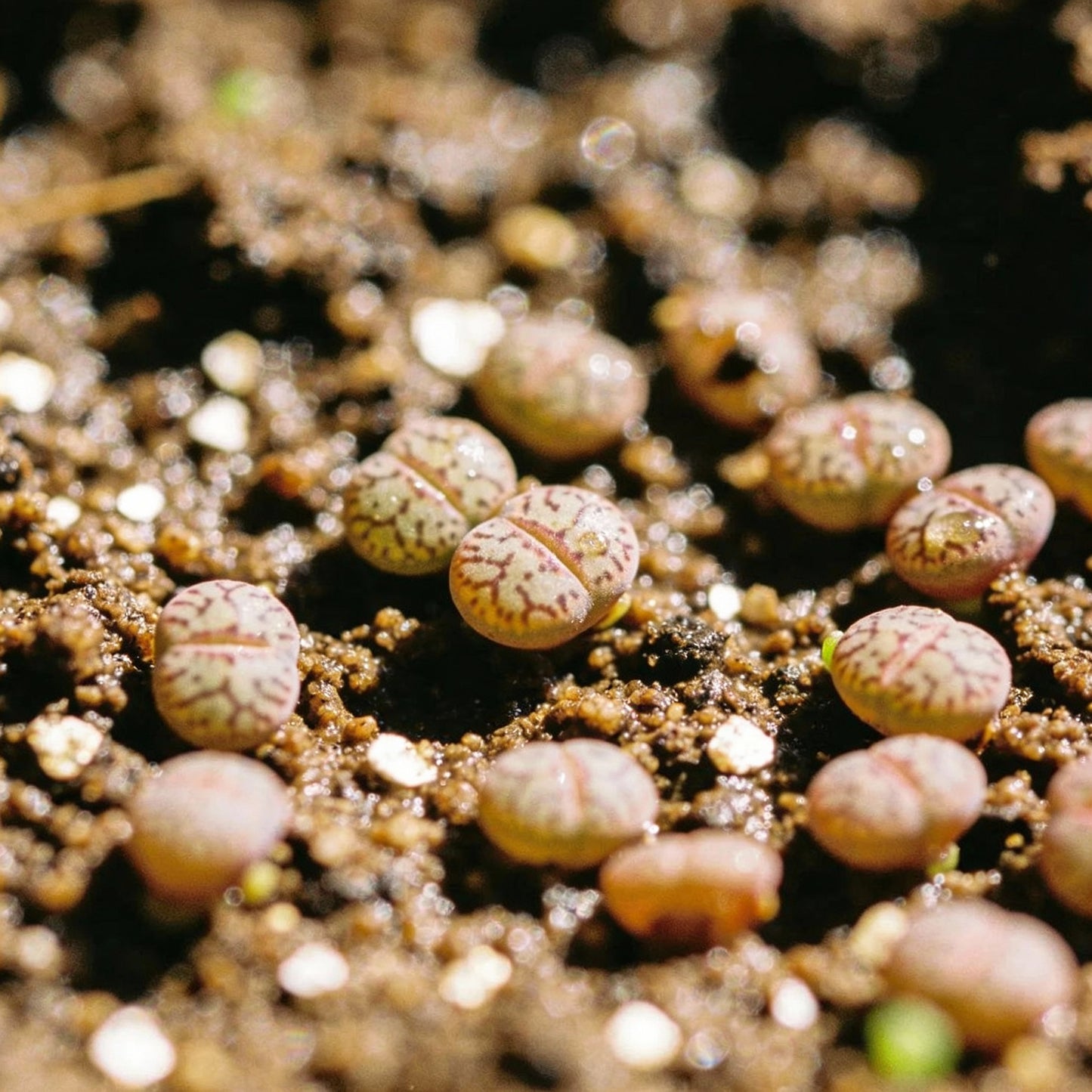Romulea Atranda Seeds for Garden Planting