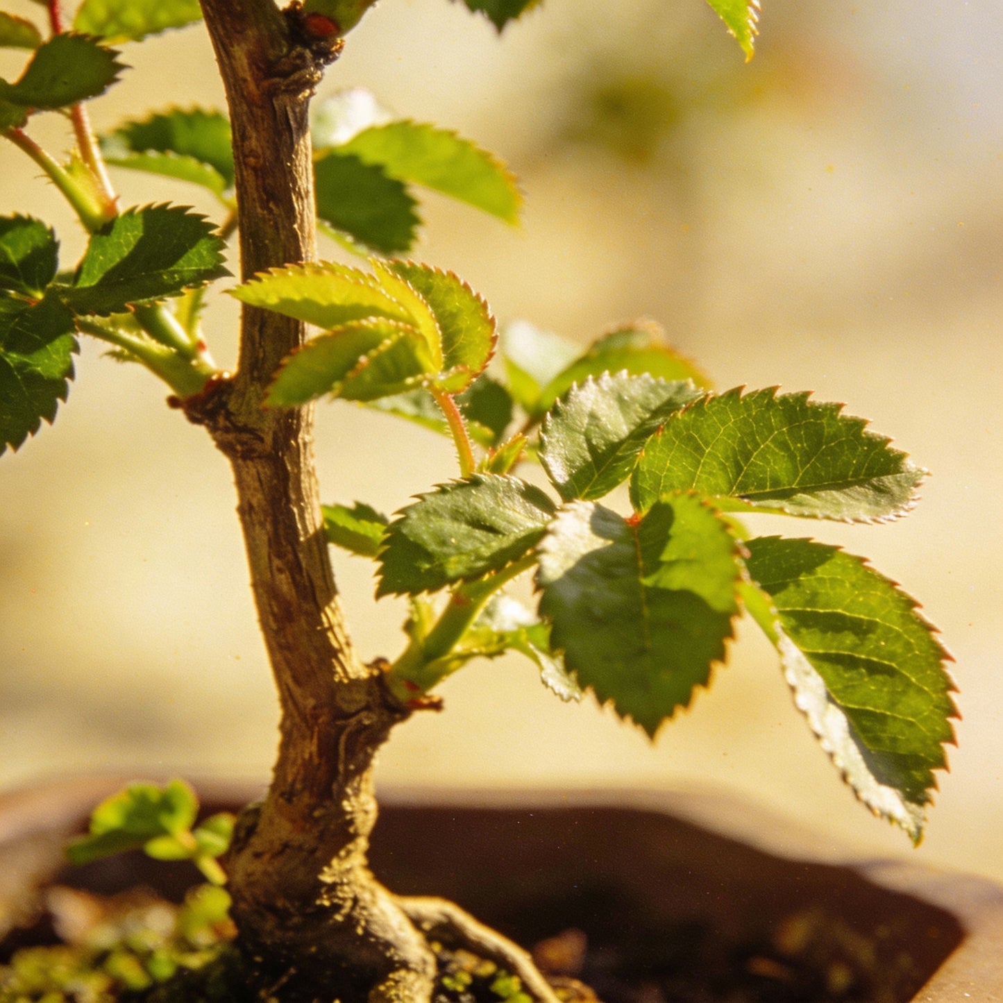 Rampicante Rose Bonsai Seeds for Garden Planting