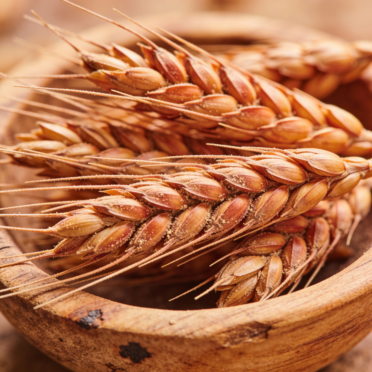 Hordeum Jubatum Ornamental Grass Seeds for Garden Planting
