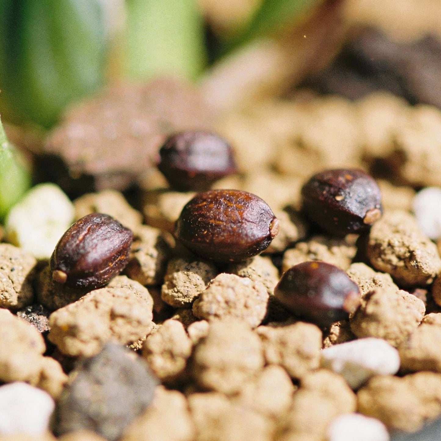 Roscoea Purpurea var. Procera Flower Seeds for Garden Planting