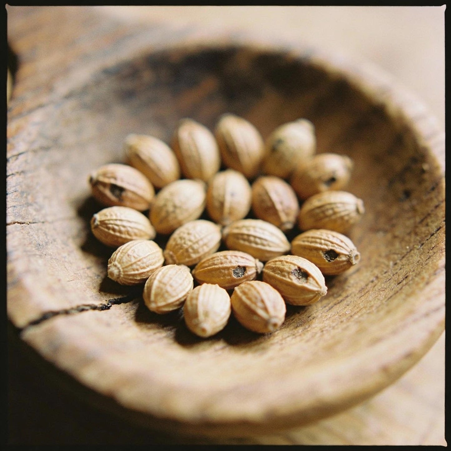 Albucca Humilis Flower Seeds for Garden Planting