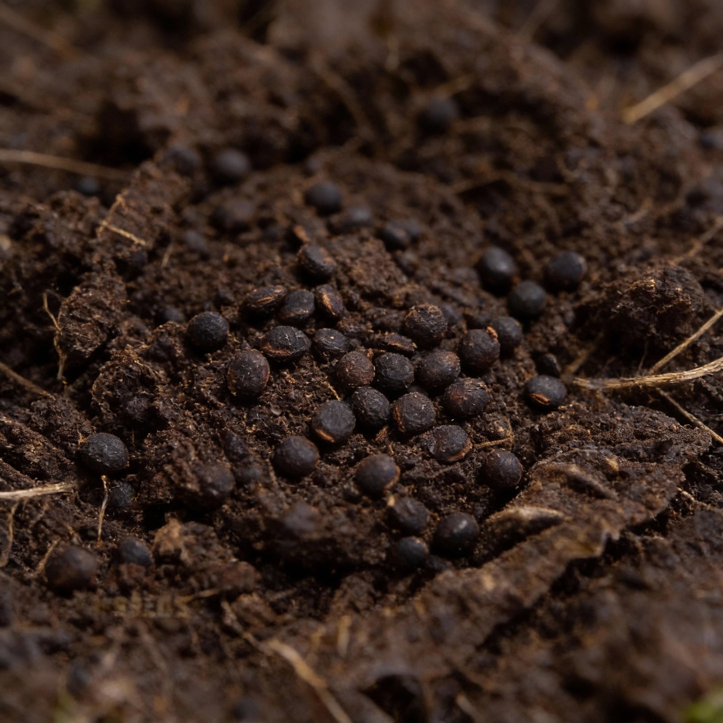 Cabbage Ormskirk Seeds for Your Gardening Needs
