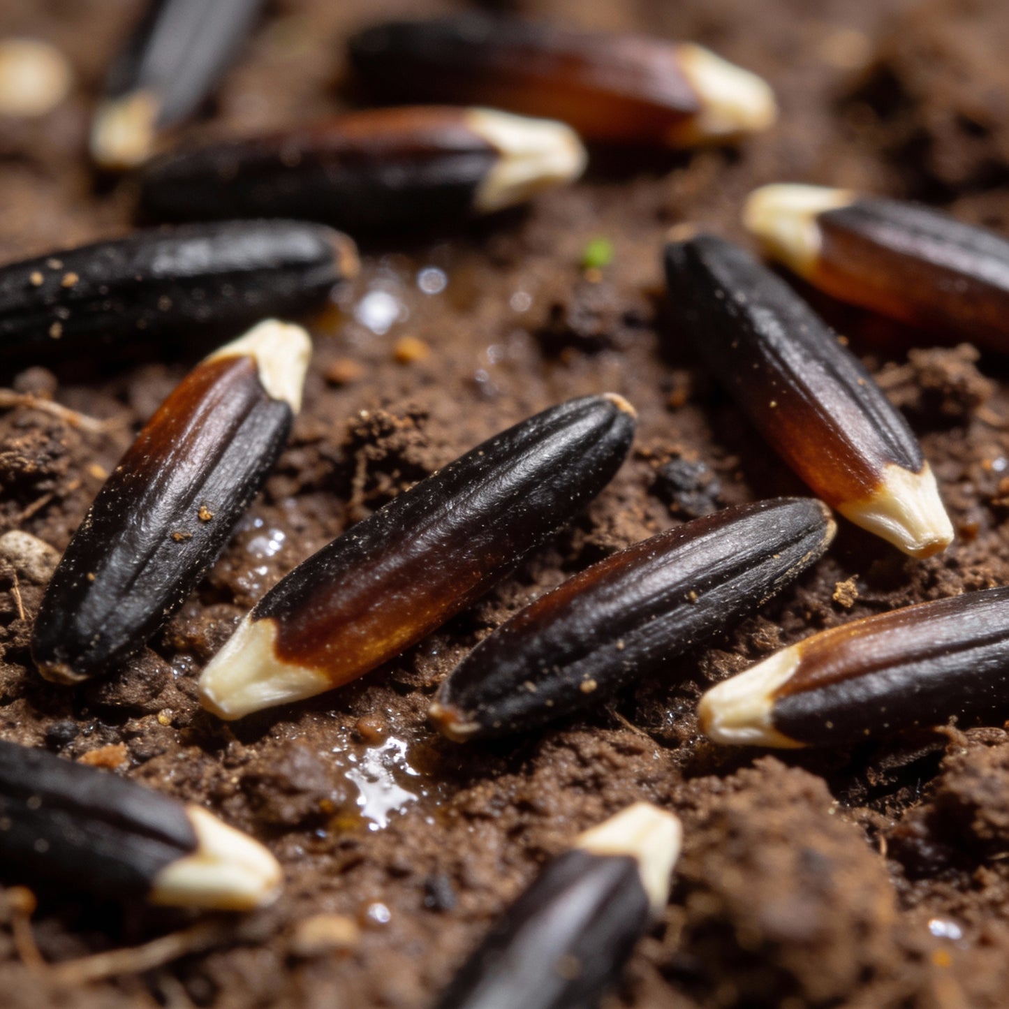 Mahogany with Yellow Center Marigold Seeds – Bold Bicolor Blooms for Gardens