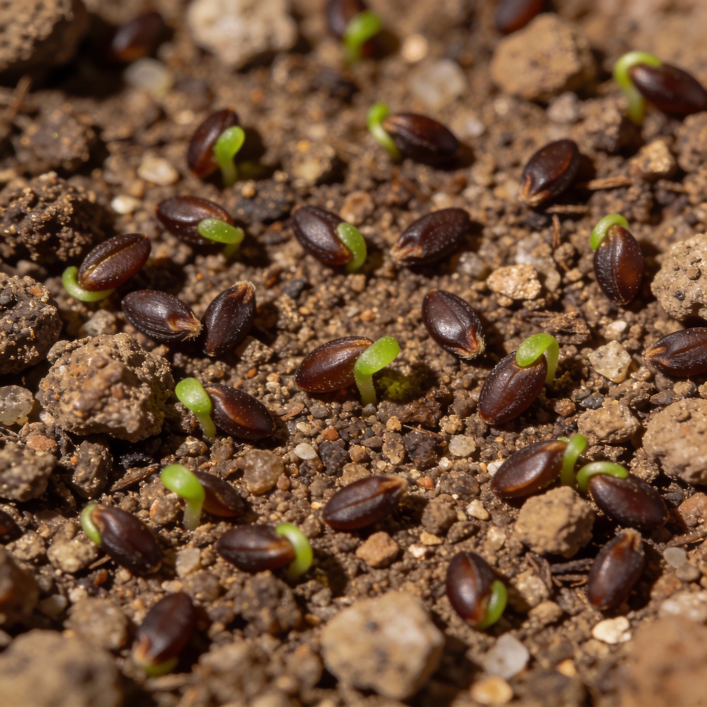 Sedum Spurium Voodoo Flower Seeds for Garden Planting
