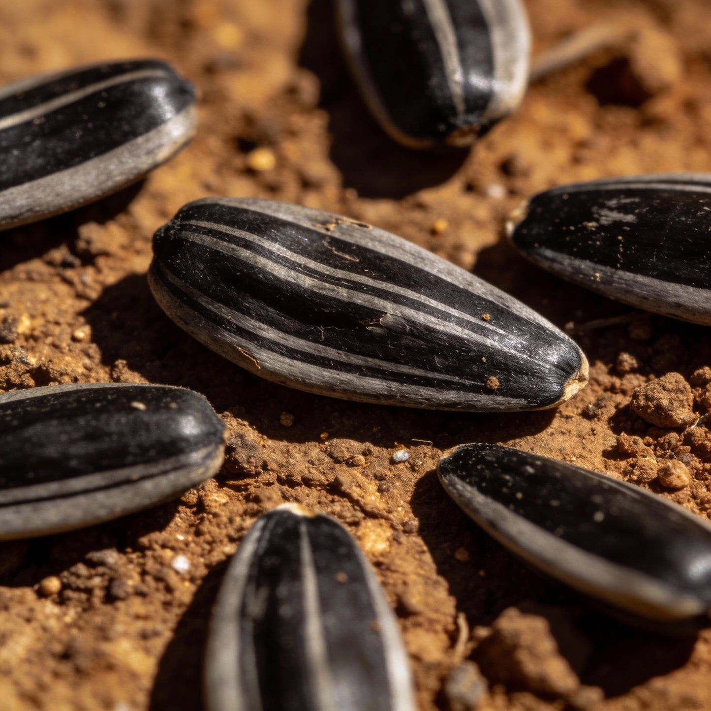 Red Sunflower Seeds – Striking Crimson Blooms for Gardens & Cut Flowers