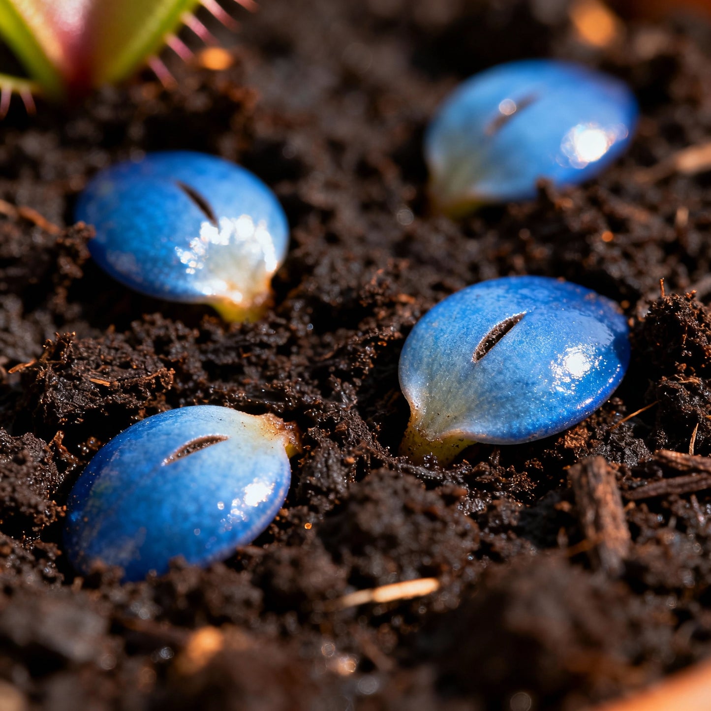 Blue Venus Flytrap Seeds – Dionaea muscipula (Carnivorous & Heat-Tolerant)