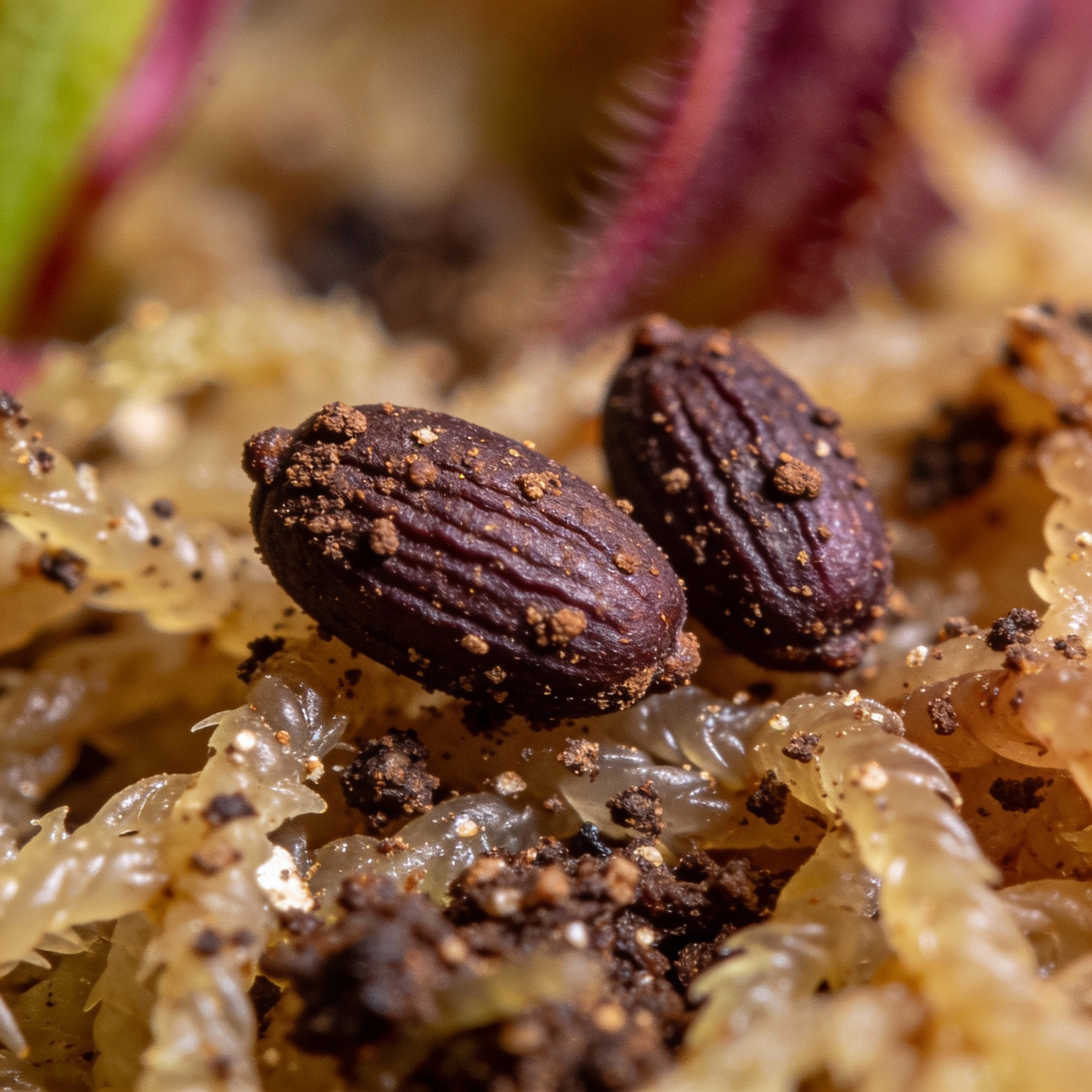 Sarracenia Purpurea Seeds – Purple Pitcher Plant