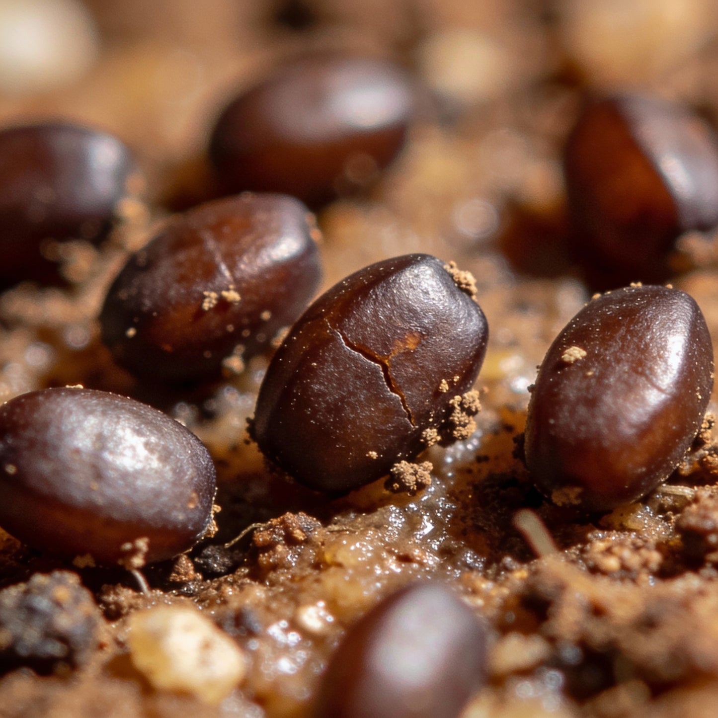 Scilla Scilloides Seeds – Exquisite Gardening Bulbs for Spring Bloom