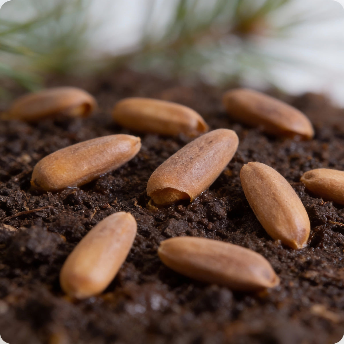 Korean Pine Seeds for Planting – Pinus koraiensis Hardy Evergreen Tree Seeds