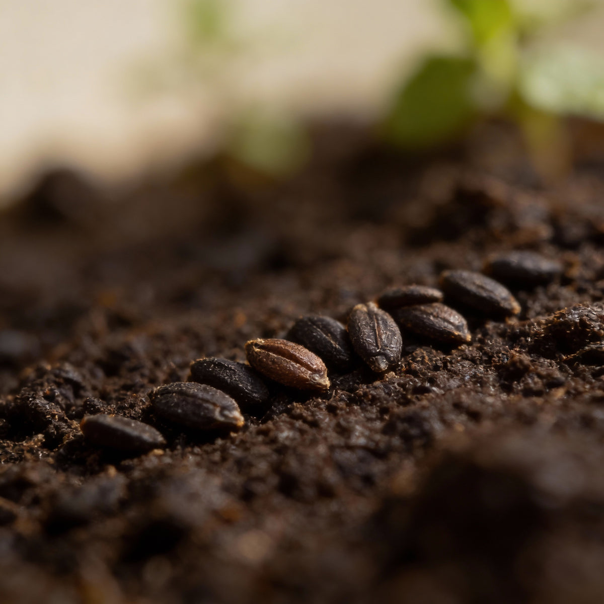 Vana Tulsi Seeds – Aromatic Holy Basil Seeds for Planting