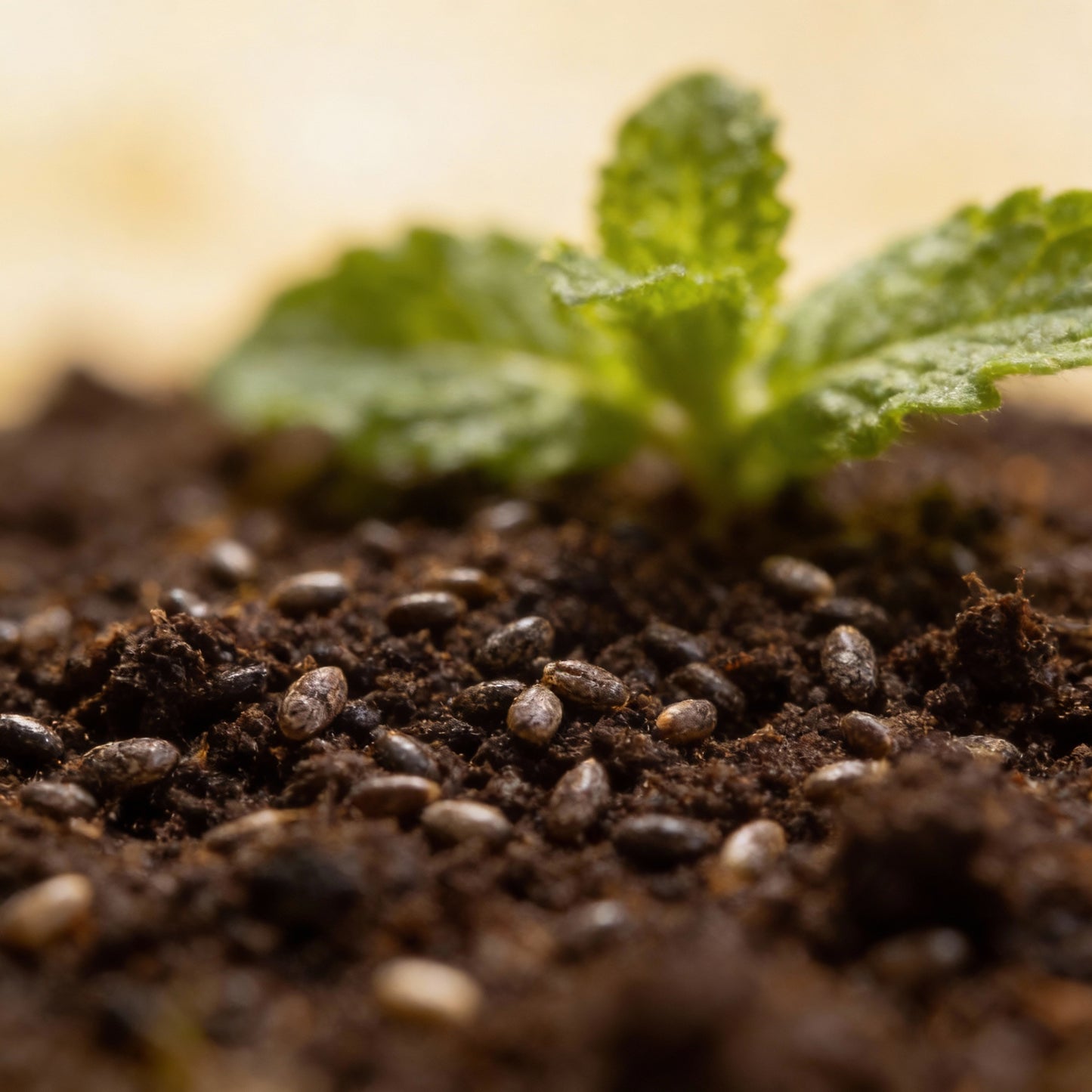 Spearmint Seeds for Planting – Mentha spicata Fresh Culinary Mint Herb