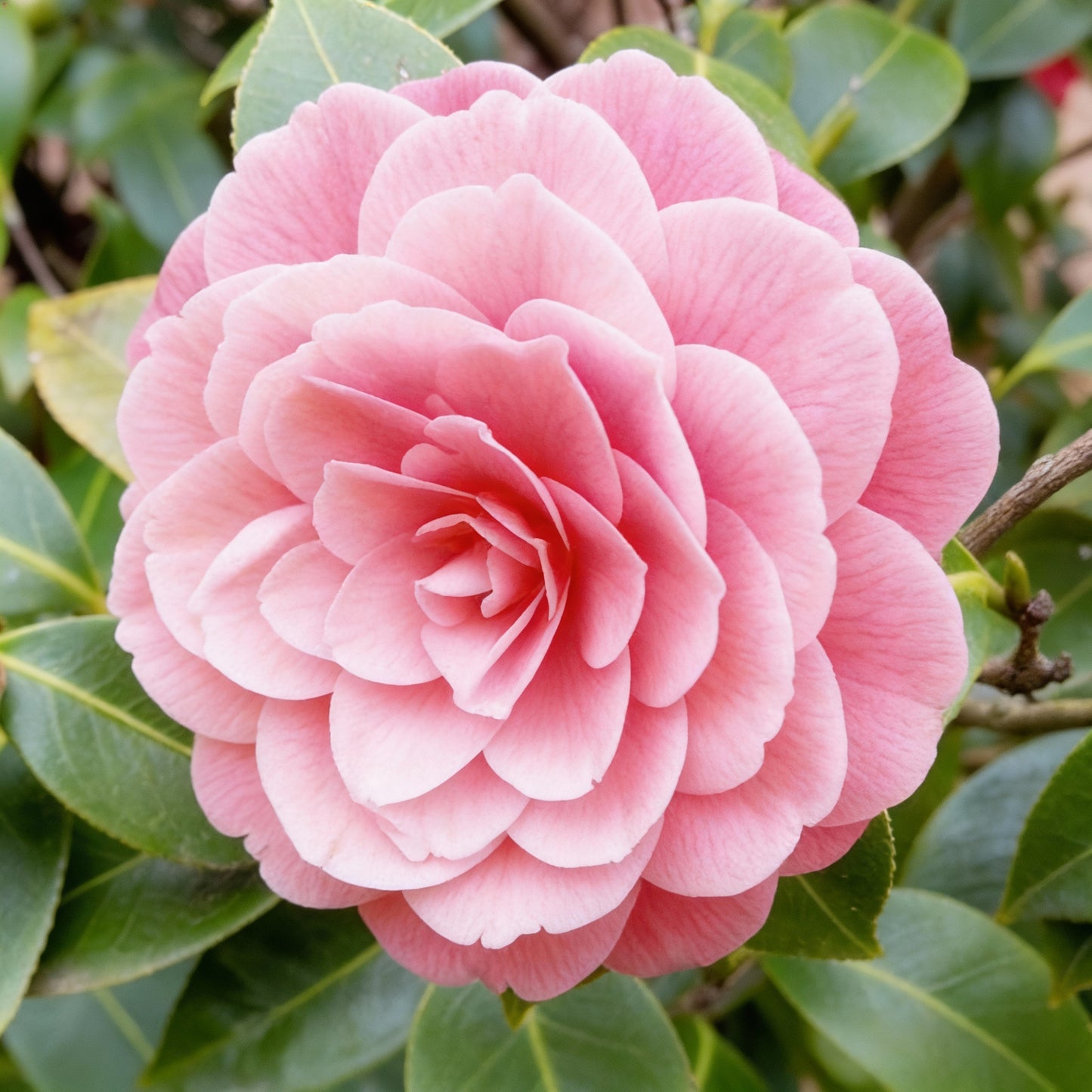 Pink Camellia Flower Seeds – Exquisite Ornamental Blooms for Gardens