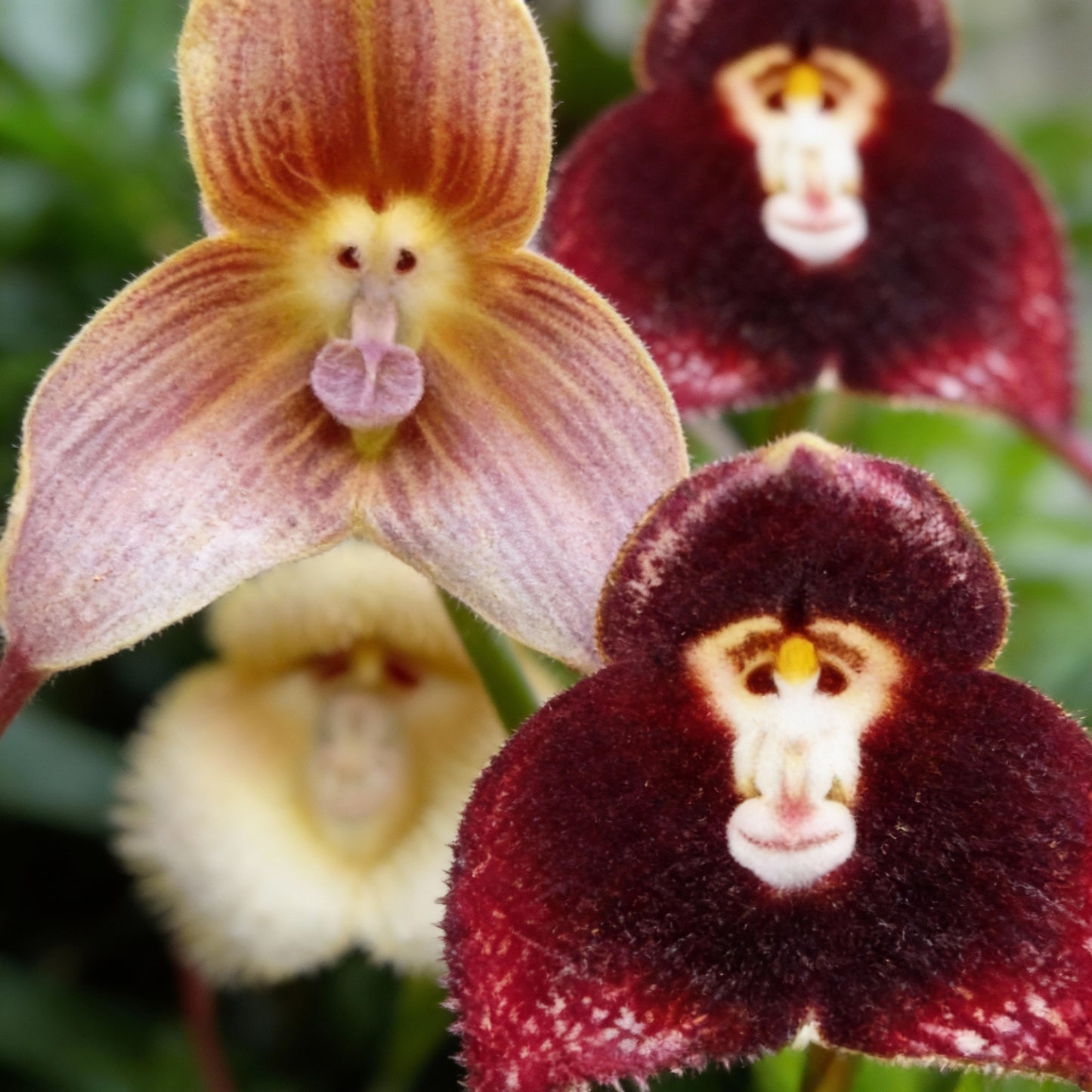 Mixed Monkey Orchid Flower Seeds – Exotic & Rare Blooming Orchids