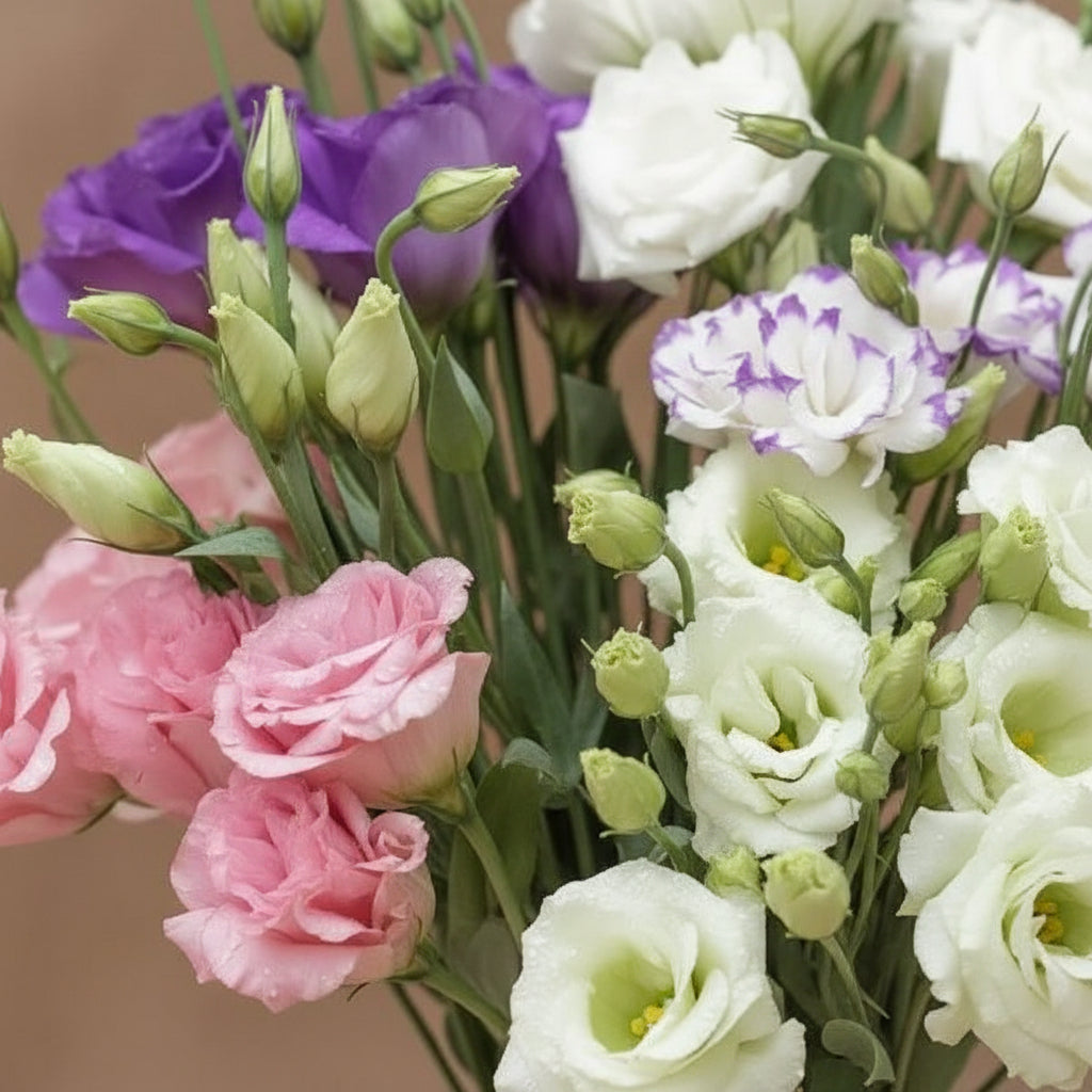 Mixed Colour Eustoma Seeds for Planting (Lisianthus) – Exotic Cut Flower Blooms