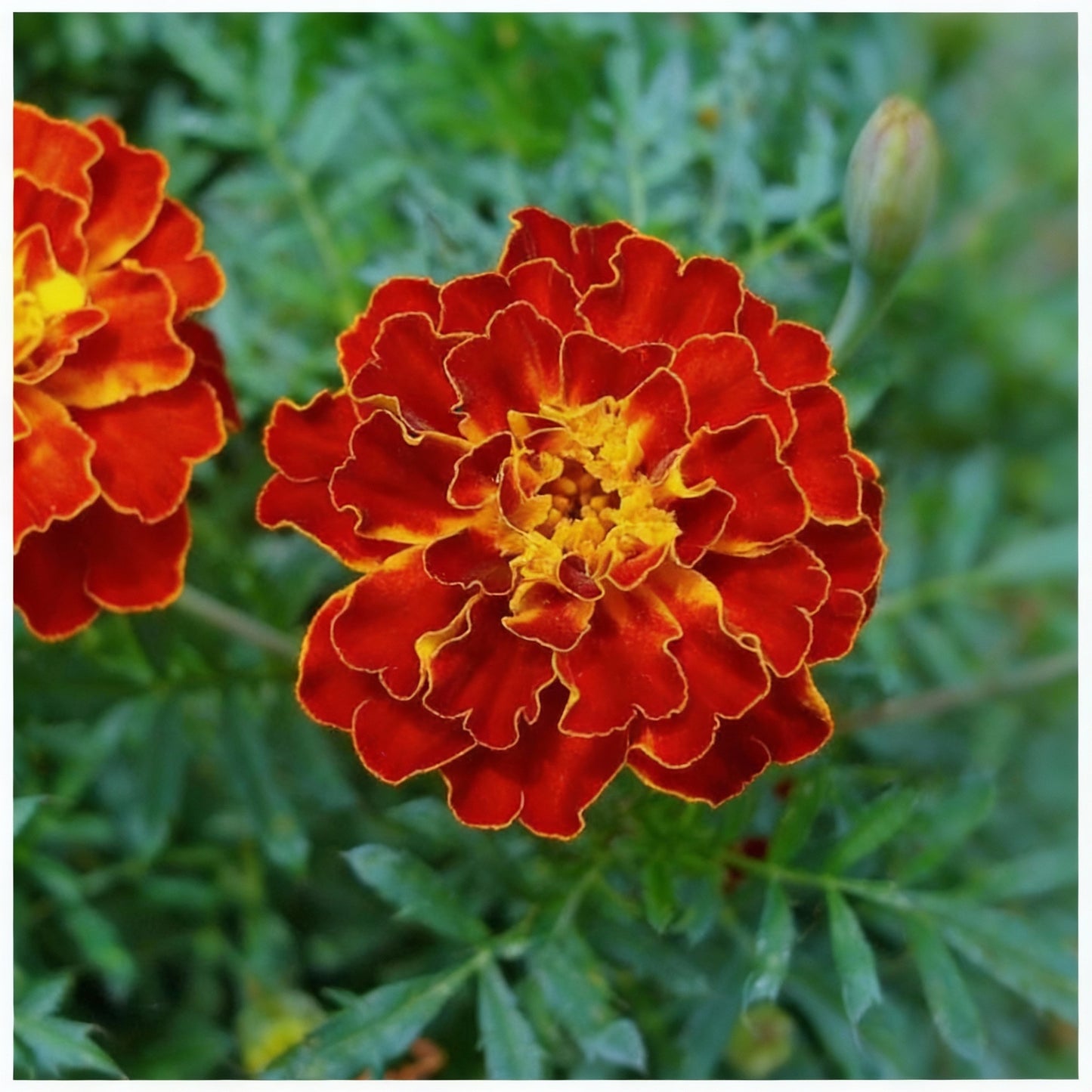Red Marigold Flower Seeds – Rich Crimson Garden Blooms