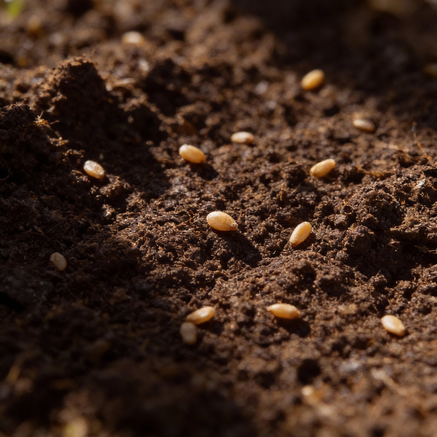 Cabbage Kalibos Red Seeds for Gardening