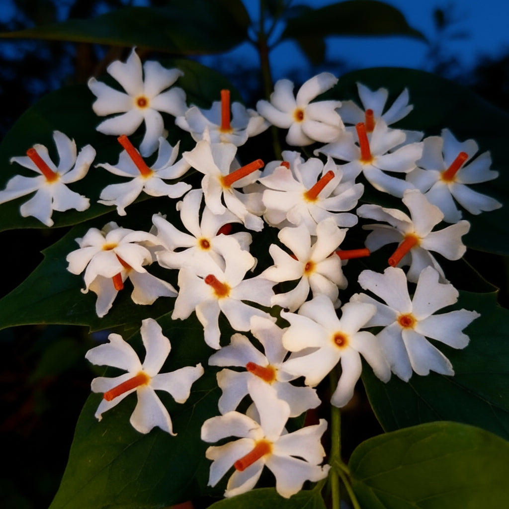 Night Flowering Jasmine Seeds — Nyctanthes arbor-tristis Fragrant Ornamental for Patio & Borders