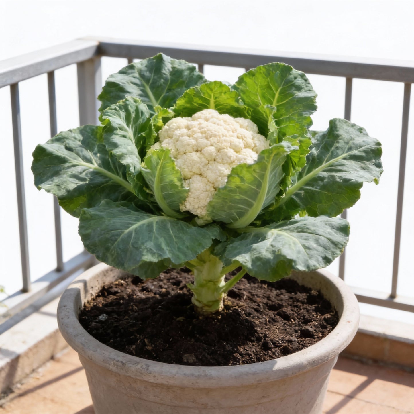 Cauliflower Alpha Seeds – Premium Quality Organic Vegetable Seeds