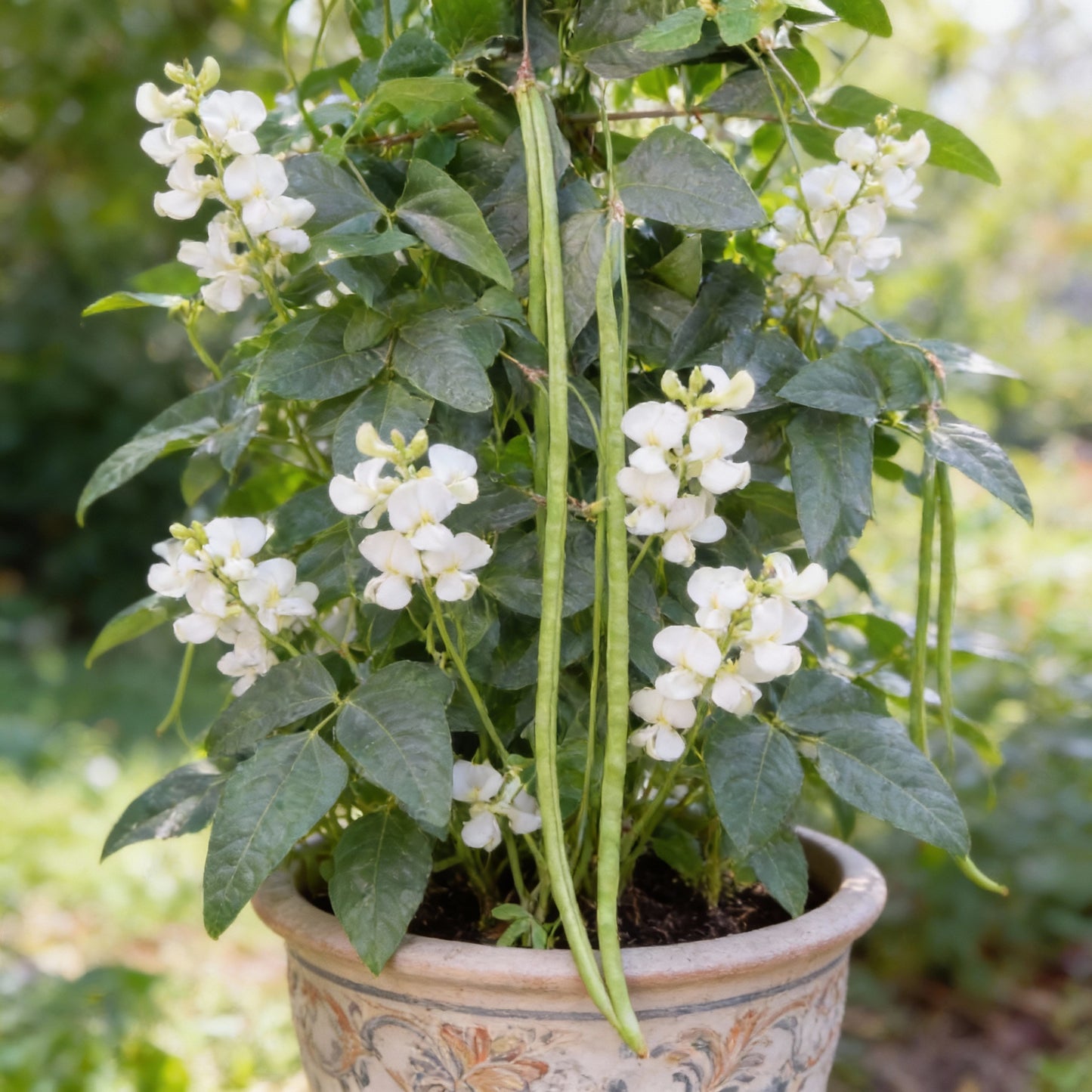 Fagiolini Dell’Occhio Cowpea Seeds