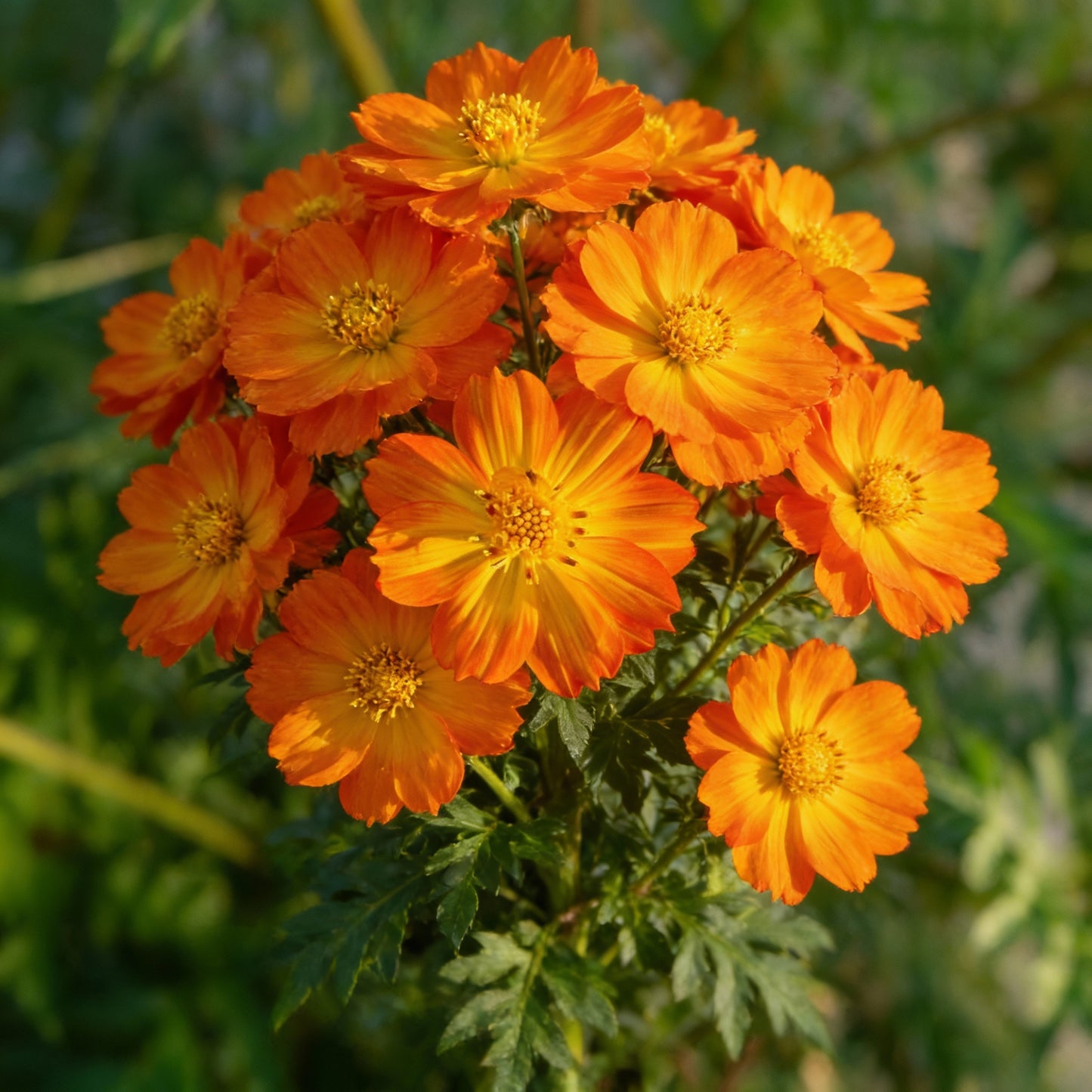 Yellow-Orange Cosmos Flower Seeds – Vibrant Blooms for Your Garden