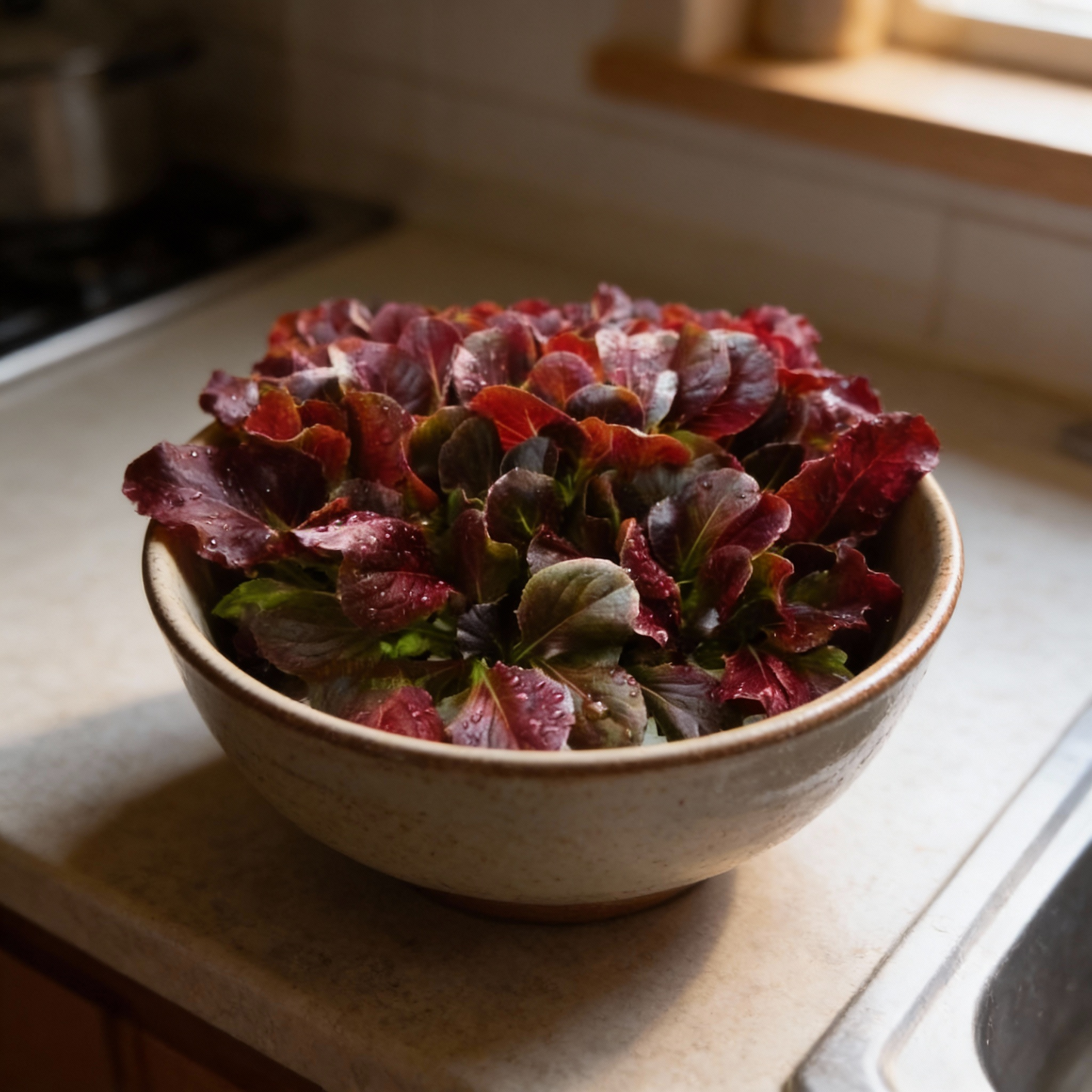Red Cos Lettuce Seeds Crisp Nutrient-Rich Salad Leaves