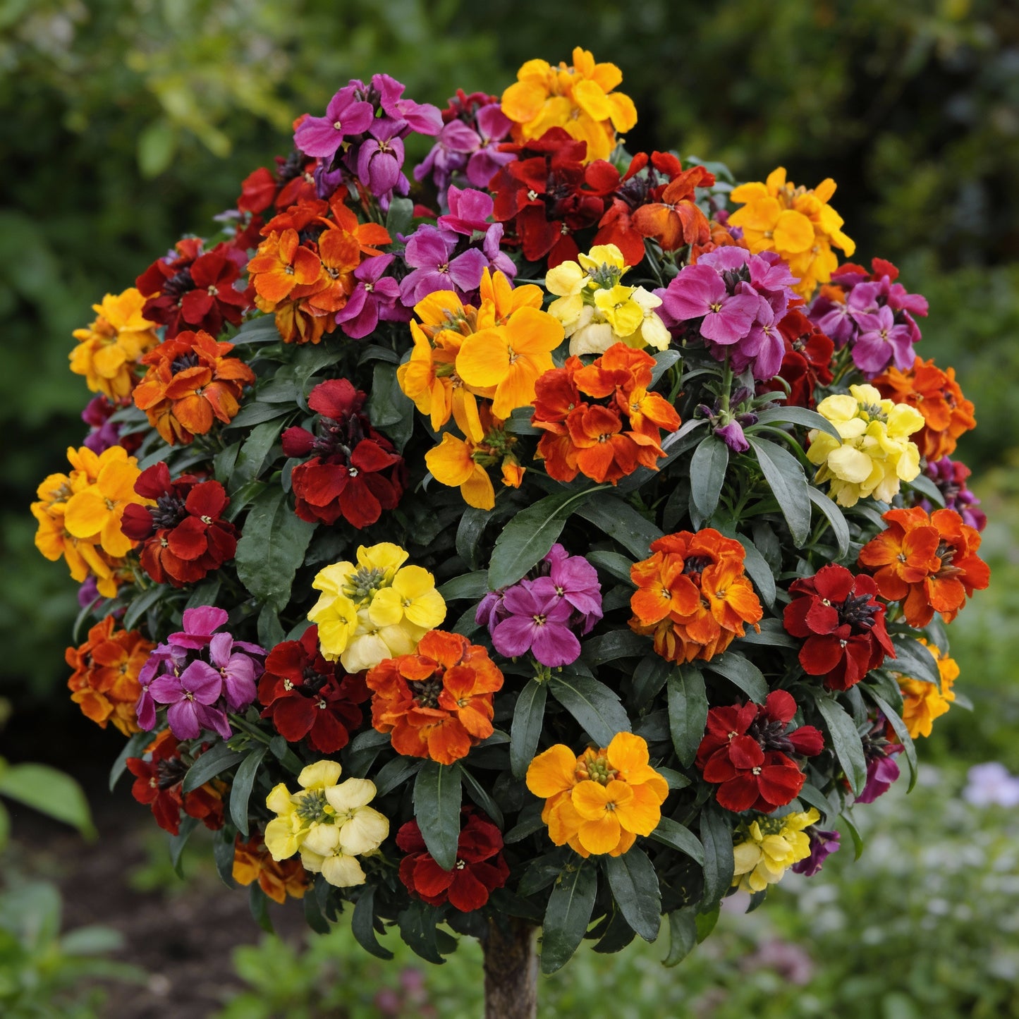 English Wallflower Flower Seeds for Garden Planting