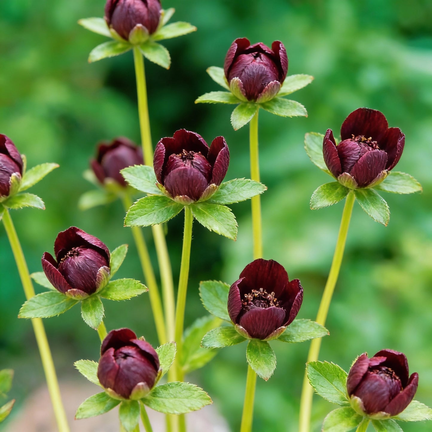 Chocolate Brown Cosmos Flower Seeds for Garden Planting