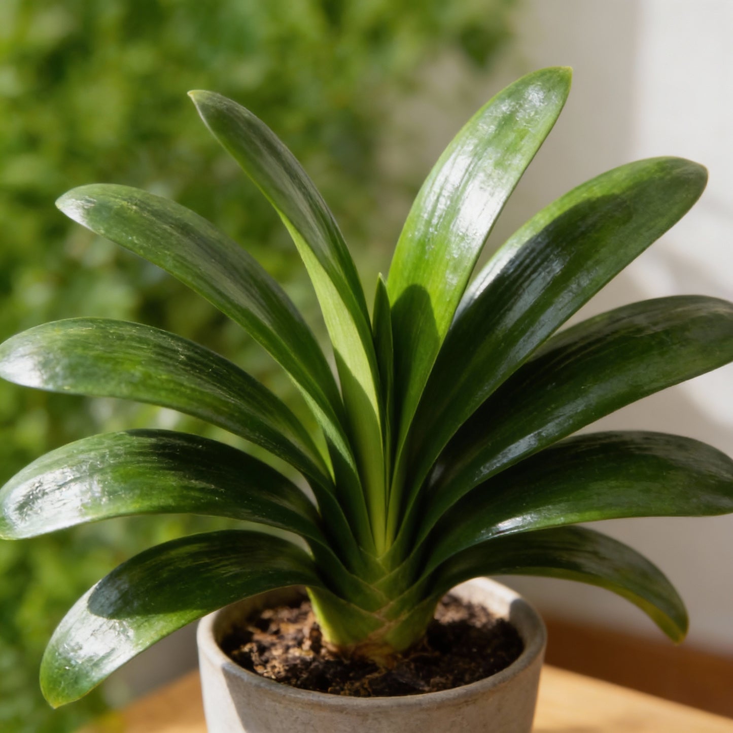 Clivia Flower Seeds for Planting – Evergreen Perennial Fragrant Cut Flowers for Home & Indoor Gardens