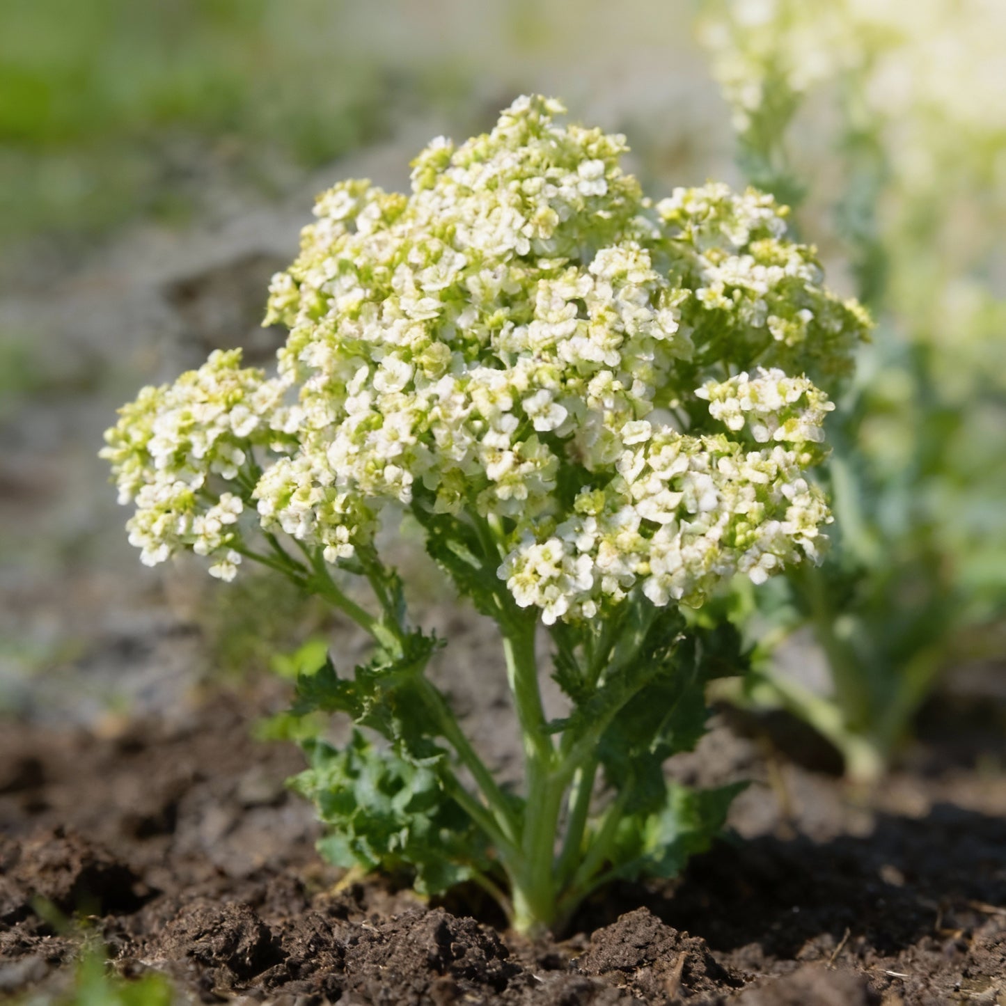Seakale Lilywhite Flower Seeds for Garden Planting