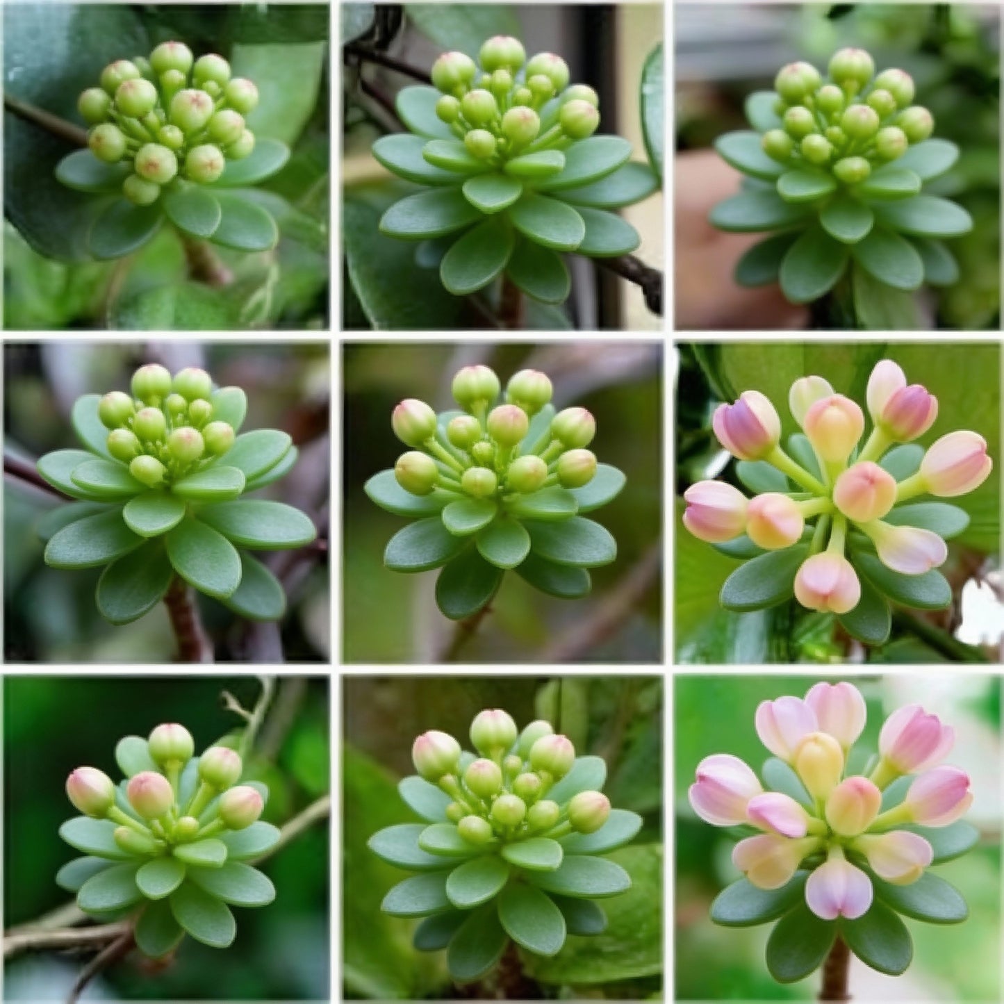 Perennial Ball Orchid Star Shaped Flower Seeds for Garden Planting