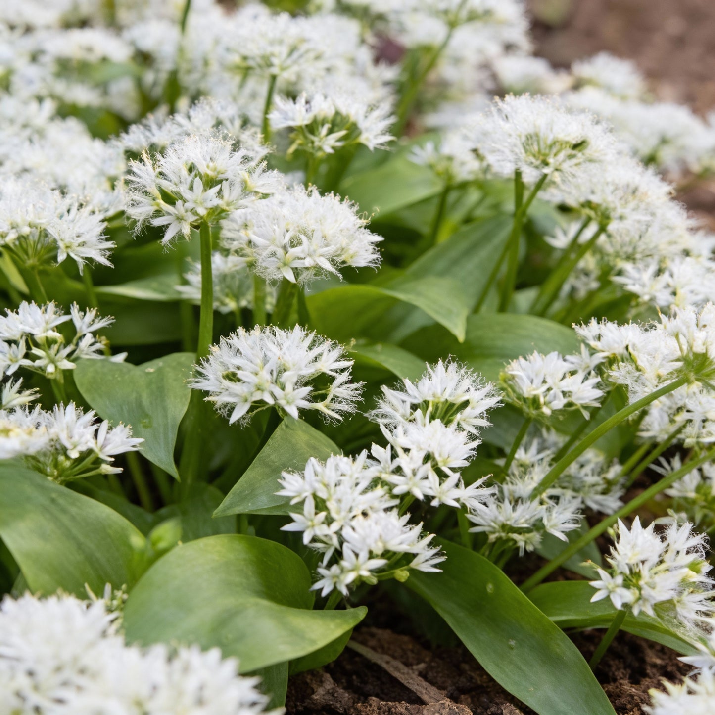 Wild Garlic Ramsons Seeds for Garden Planting
