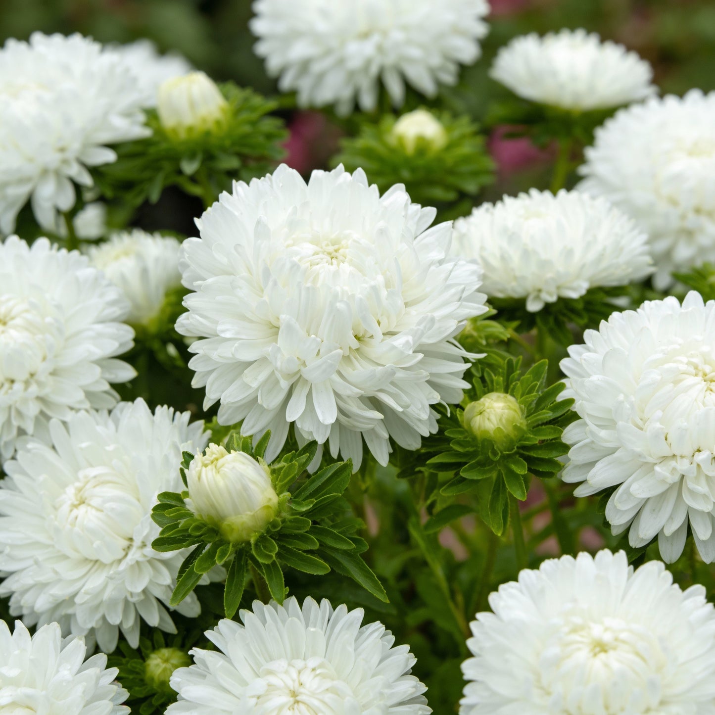 White Aster Flower Seeds for Garden Planting