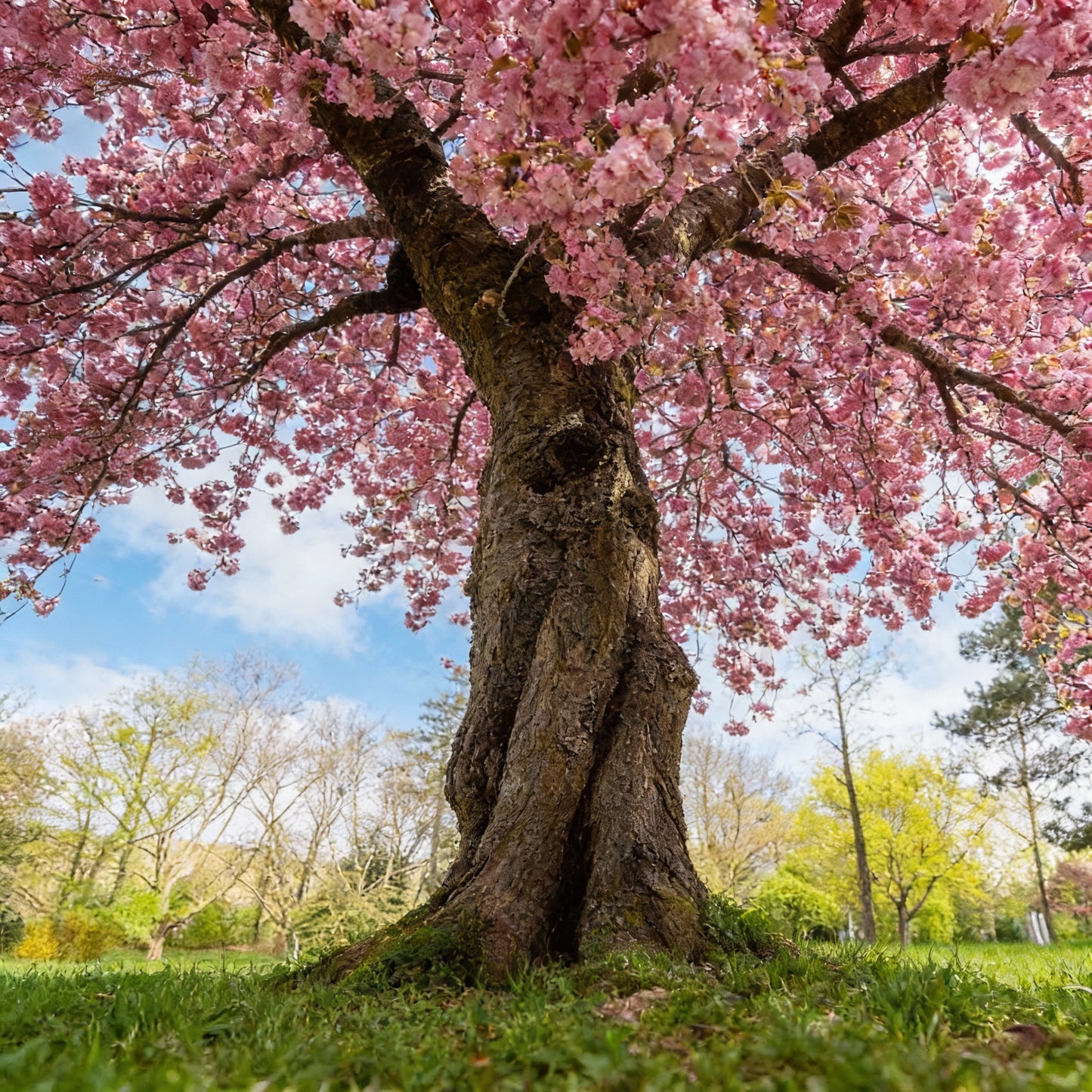 Japanese Flowering Cherry Tree Seeds (Prunus serrulata)