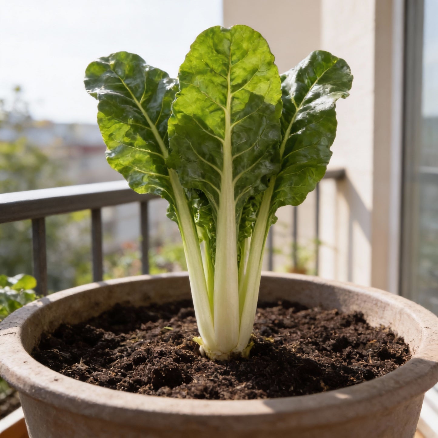 Silverbeet Silverton Seeds – Premium Vegetable Seeds for Planting