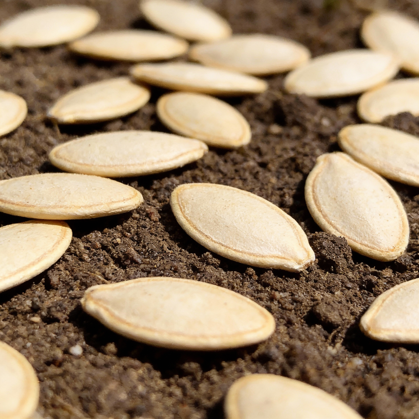 Organic India Seeds – Organic Pumpkin Seeds