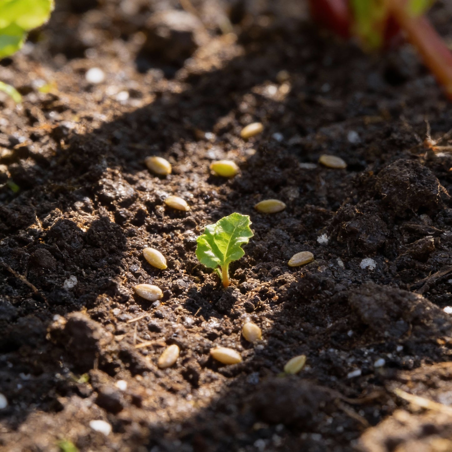 Rhubarb Victoria Seeds for Planting Your Garden